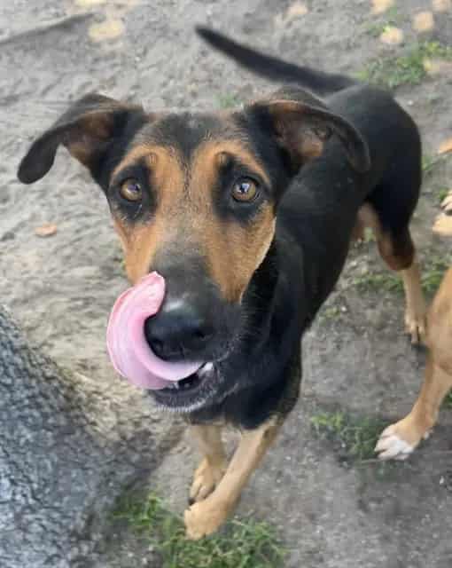 Photo of Senior German Shepherd Dog mix, adoptable German Shepherd Dog mix in Devore, California