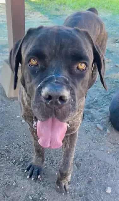 Photo of Senior Mastiff, adoptable Mastiff in Devore, California