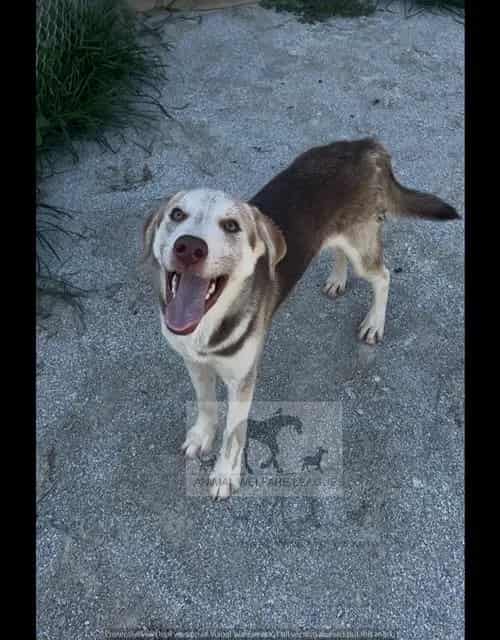 Photo of Hamilton, adoptable Siberian Husky mix in Chicago Ridge, Illinois