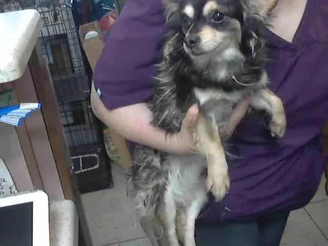 Photo of Zolo, adoptable Chihuahua - Long Haired in Chicago Ridge, Illinois