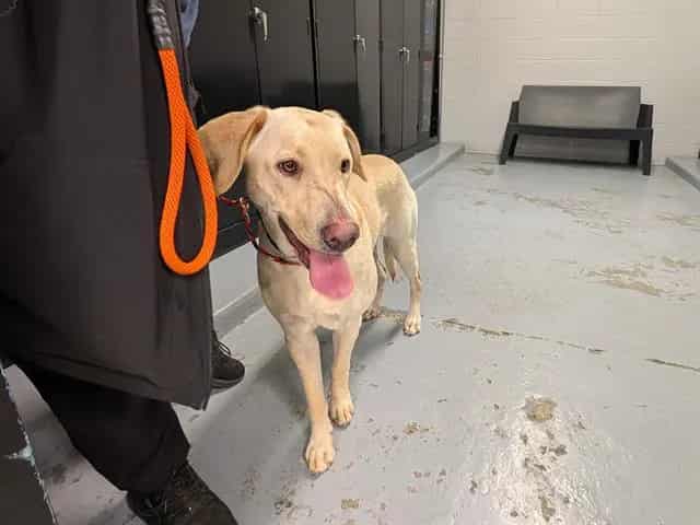 Photo of Stormie, adoptable Labrador Retriever mix in Kent, Washington