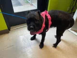 Photo of Chai, adoptable Terrier mix in Kent, Washington
