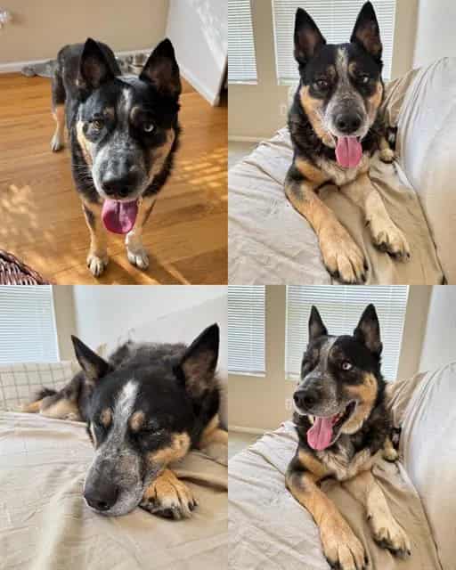 Photo of Milo, adoptable Australian Cattle Dog in Kent, Washington