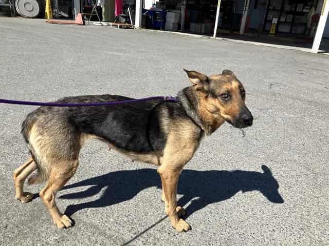 Photo of Paisley, adoptable German Shepherd Dog in Kent, Washington