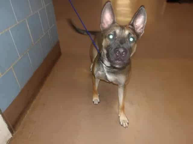Photo of Milo, adoptable German Shepherd Dog in Chicago, Illinois