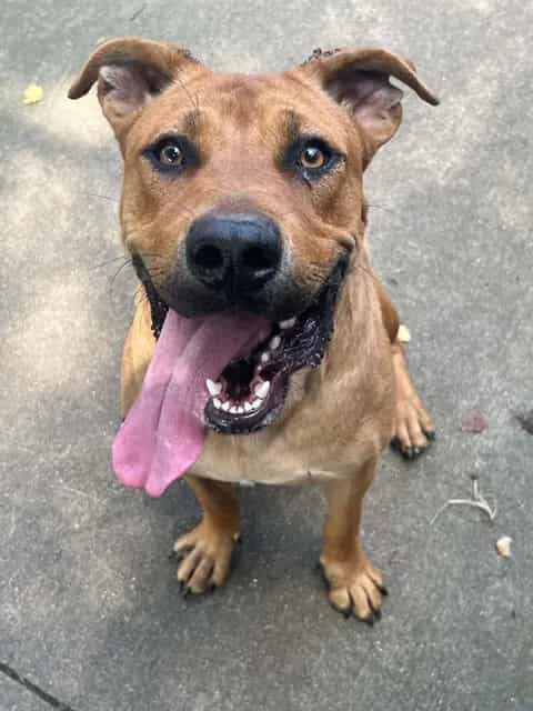 Photo of Bruno, adoptable German Shepherd Dog in Chicago, Illinois
