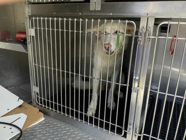 Photo of Lolly, adoptable Siberian Husky in Chicago, Illinois