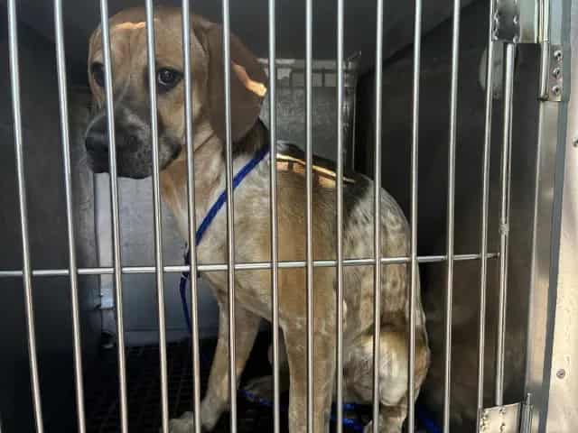 Photo of Honey, adoptable Beagle mix in Chicago, Illinois