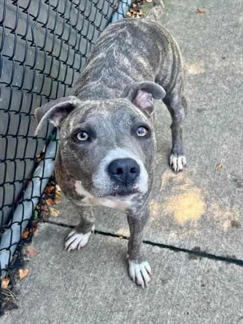 Photo of Jean Gray, adoptable American Pit Bull Terrier in Chicago, Illinois