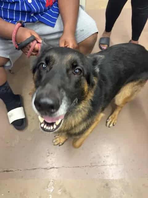 Photo of Esco, adoptable German Shepherd Dog in Chicago, Illinois