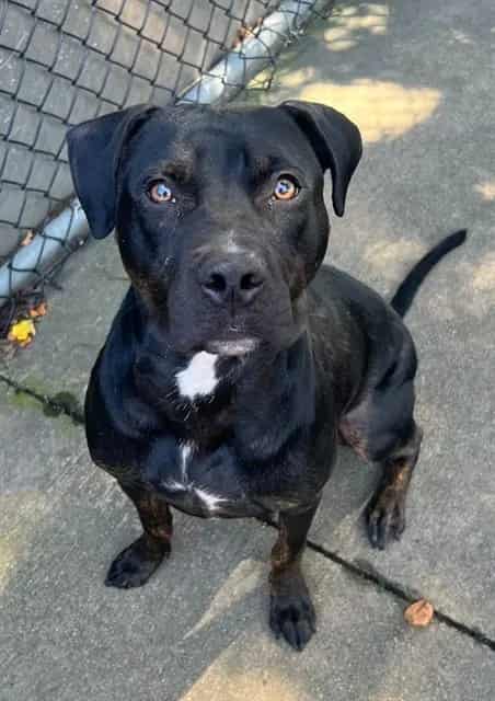 Photo of Baked Beans, adoptable American Pit Bull Terrier in Chicago, Illinois
