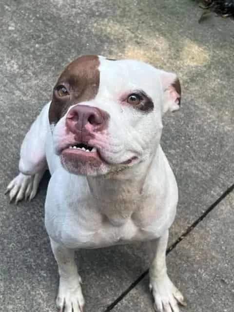 Photo of Aislynn, adoptable American Pit Bull Terrier mix in Chicago, Illinois