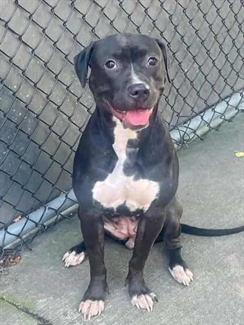 Photo of Starlet, adoptable American Pit Bull Terrier in Chicago, Illinois