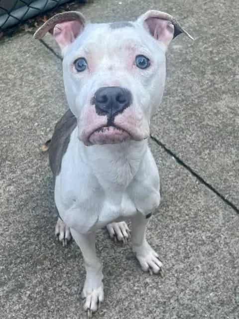 Photo of Seven, adoptable American Pit Bull Terrier in Chicago, Illinois