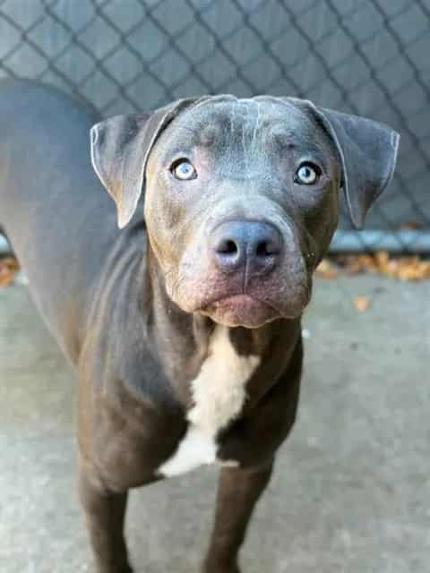 Photo of Kaleb, adoptable American Pit Bull Terrier in Chicago, Illinois