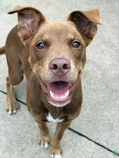 Photo of Krackle, adoptable American Pit Bull Terrier mix in Chicago, Illinois