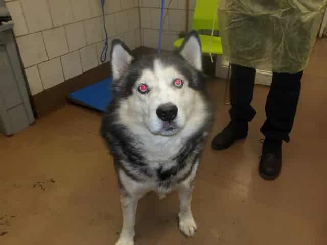 Photo of Dude, adoptable Siberian Husky in Chicago, Illinois