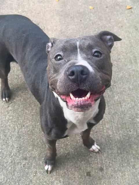 Photo of Chickies, adoptable American Pit Bull Terrier in Chicago, Illinois