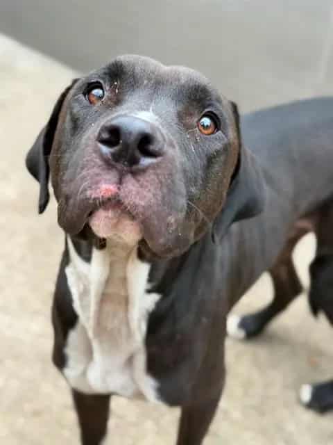 Photo of Sir Autumn, adoptable American Pit Bull Terrier in Chicago, Illinois