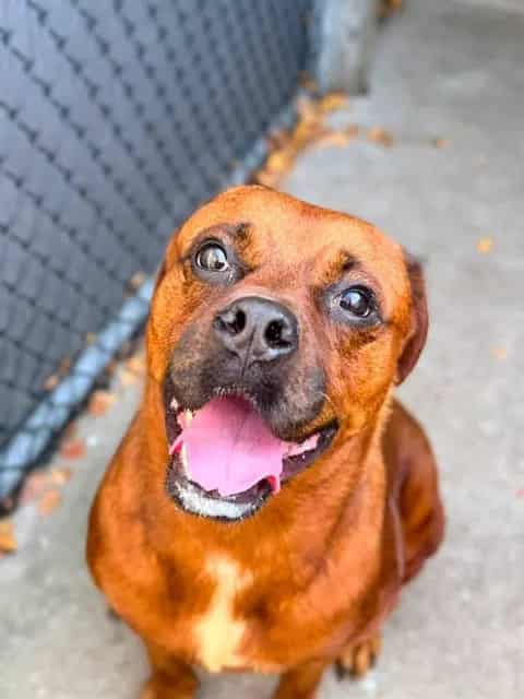 Photo of Lennie, adoptable Rottweiler mix in Chicago, Illinois