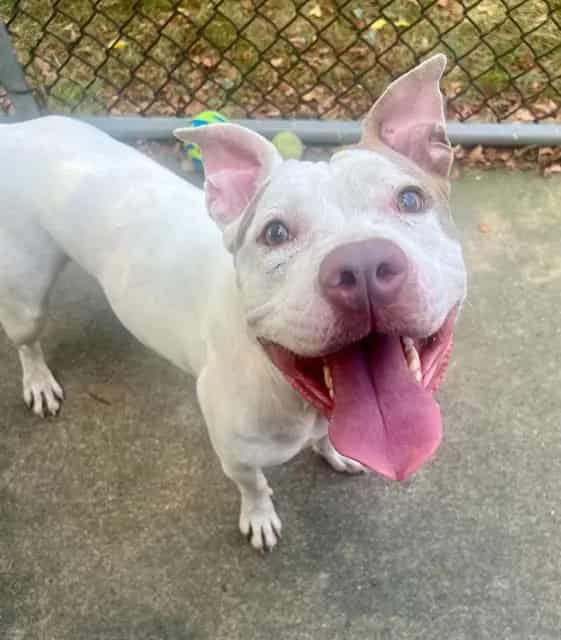 Photo of Ilena, adoptable American Pit Bull Terrier in Chicago, Illinois