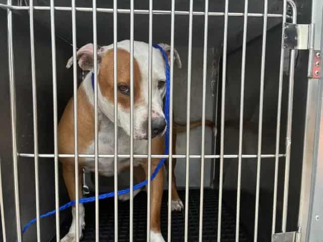 Photo of Dazzle, adoptable American Pit Bull Terrier in Chicago, Illinois