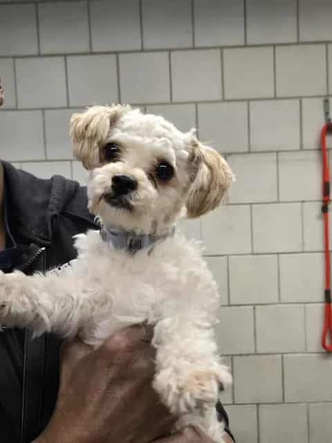 Photo of Lulu, adoptable Maltese and Poodle - Miniature in Chicago, Illinois