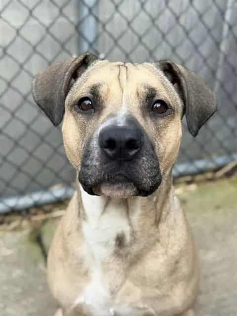 Photo of Dolce, adoptable American Pit Bull Terrier in Chicago, Illinois