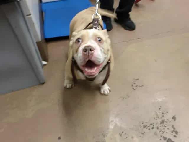 Photo of Gordita, adoptable American Pit Bull Terrier in Chicago, Illinois