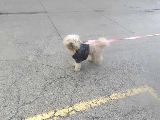 Photo of Lucky, adoptable Poodle - Miniature in Chicago, Illinois