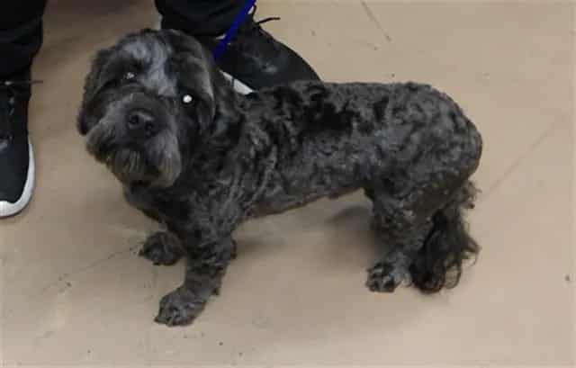 Photo of Snuggles, adoptable Poodle - Miniature in Chicago, Illinois