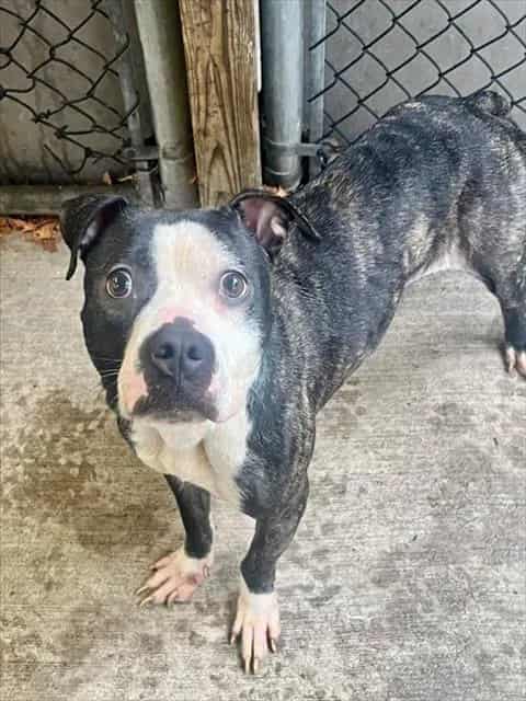 Photo of Dora, adoptable American Pit Bull Terrier in Chicago, Illinois
