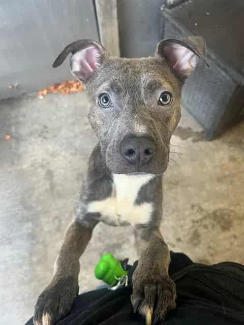 Photo of Diego, adoptable American Pit Bull Terrier in Chicago, Illinois