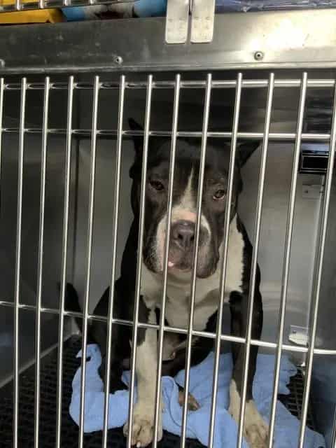 Photo of Mencho, adoptable American Pit Bull Terrier in Chicago, Illinois
