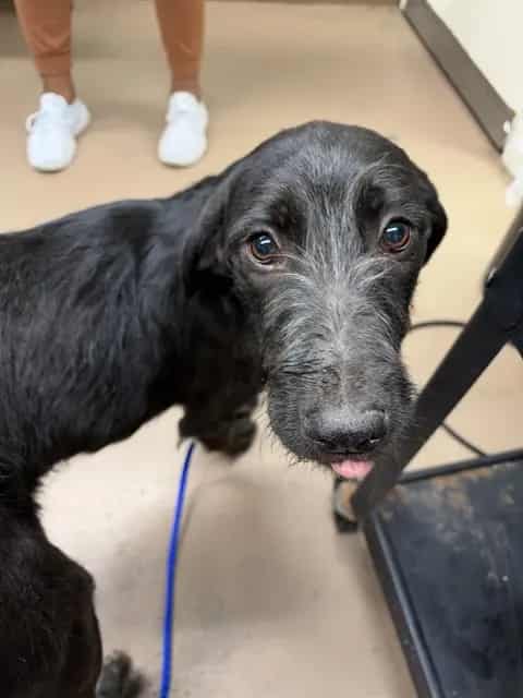 Photo of Princess, adoptable Schnauzer - Standard in Chicago, Illinois