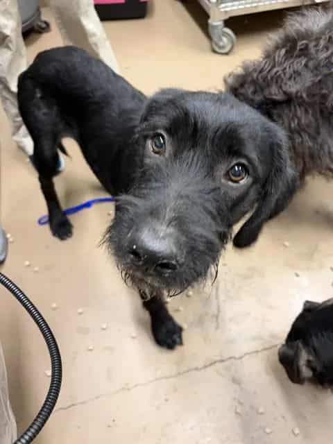 Photo of Bear, adoptable Schnauzer - Standard in Chicago, Illinois