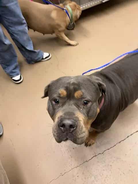 Photo of Nala, adoptable American Staffordshire Terrier in Chicago, Illinois