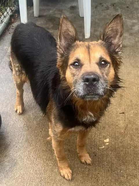 Photo of Lawrence, adoptable German Shepherd Dog in Chicago, Illinois