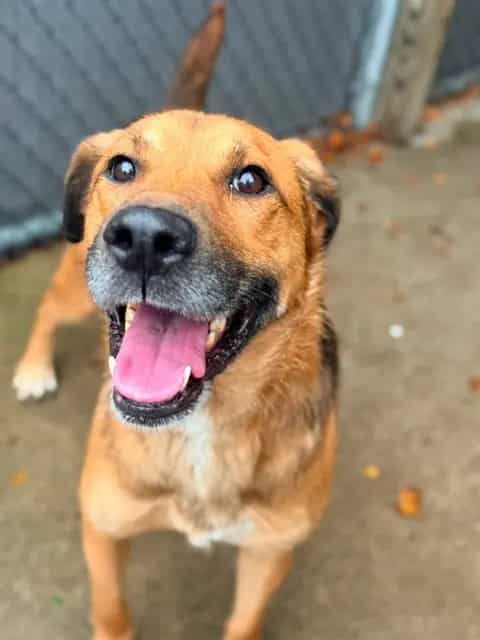 Photo of Rold Gold, adoptable German Shepherd Dog in Chicago, Illinois