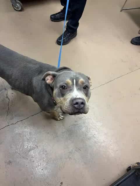 Photo of Dixie, adoptable American Pit Bull Terrier in Chicago, Illinois