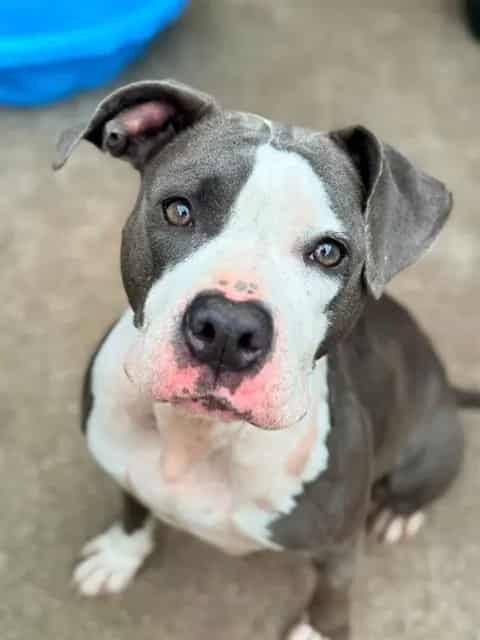 Photo of Rainbow Cone, adoptable American Pit Bull Terrier in Chicago, Illinois