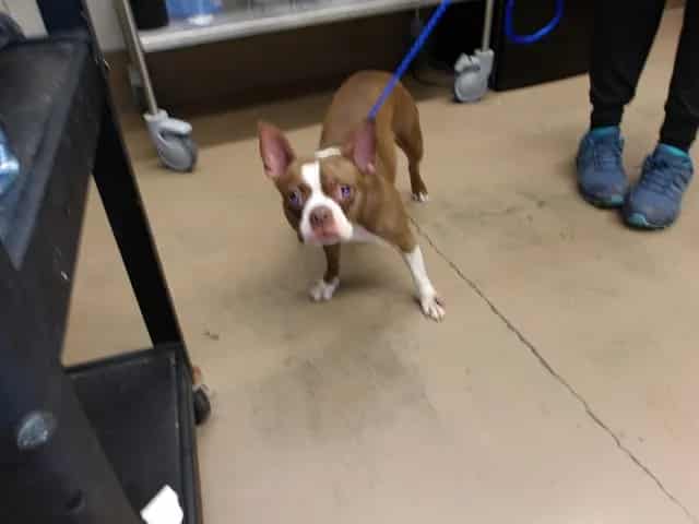 Photo of Suki, adoptable Boston Terrier in Chicago, Illinois