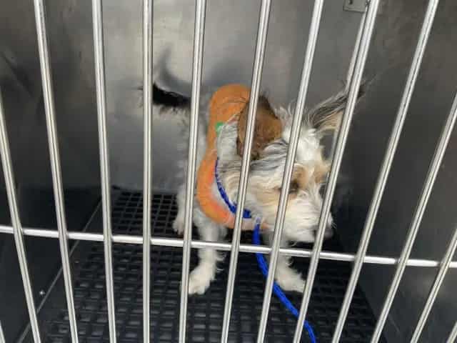 Photo of Louie, adoptable Border Terrier in Chicago, Illinois