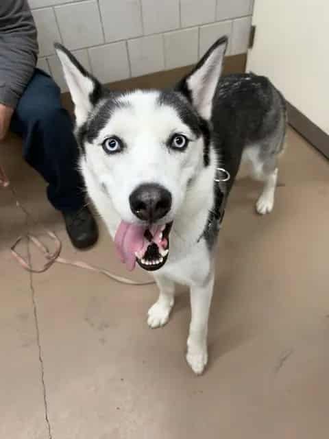Photo of Nala, adoptable Siberian Husky in Chicago, Illinois