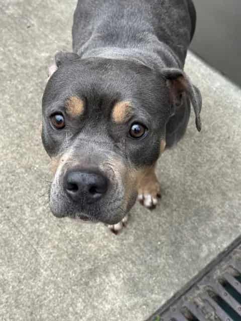 Photo of Tully, adoptable American Pit Bull Terrier in Chicago, Illinois
