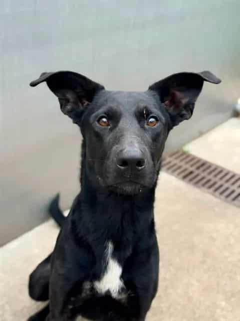 Photo of Bear, adoptable German Shepherd Dog in Chicago, Illinois