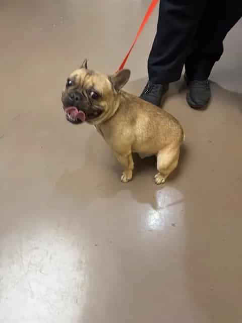 Photo of Magnus, adoptable French Bulldog in Chicago, Illinois