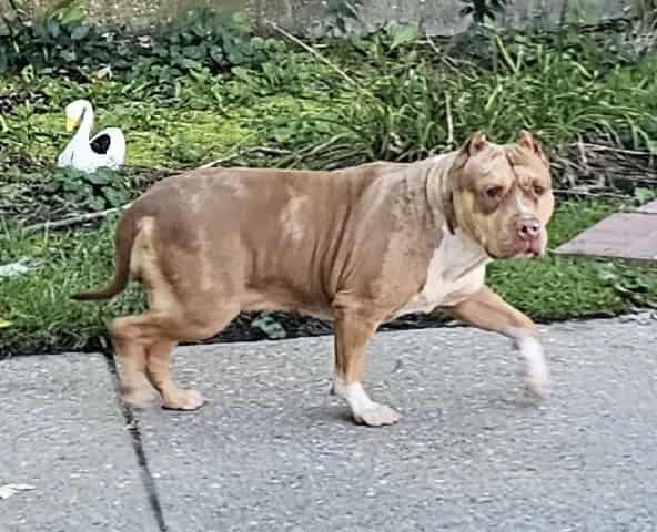 Photo of Freya, adoptable American Bulldog in Chicago, Illinois