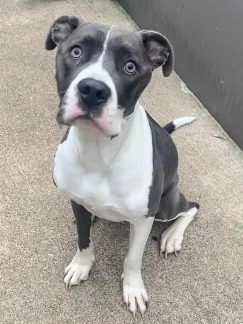 Photo of Orlena, adoptable American Pit Bull Terrier in Chicago, Illinois