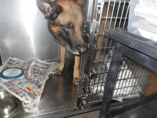 Photo of Richie, adoptable German Shepherd Dog in Chicago, Illinois